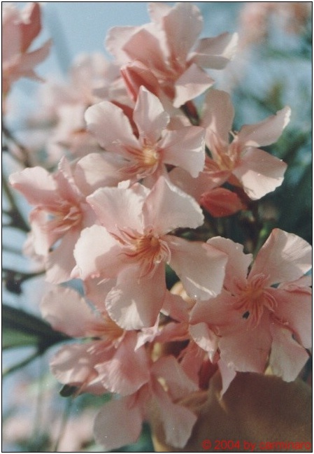 Oleander