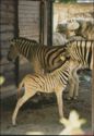 _zebras.jpg