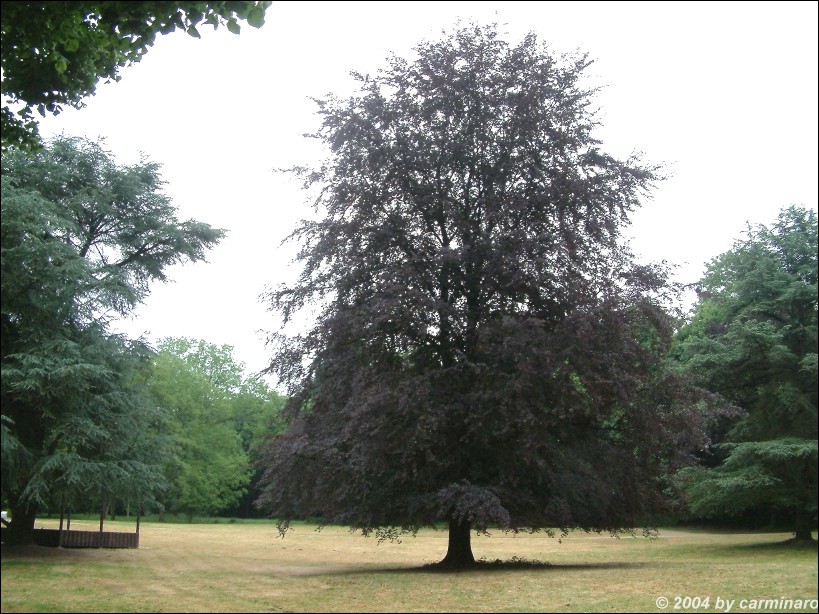 Der Baumbestand im Schlopark ist einzigartig in Europa