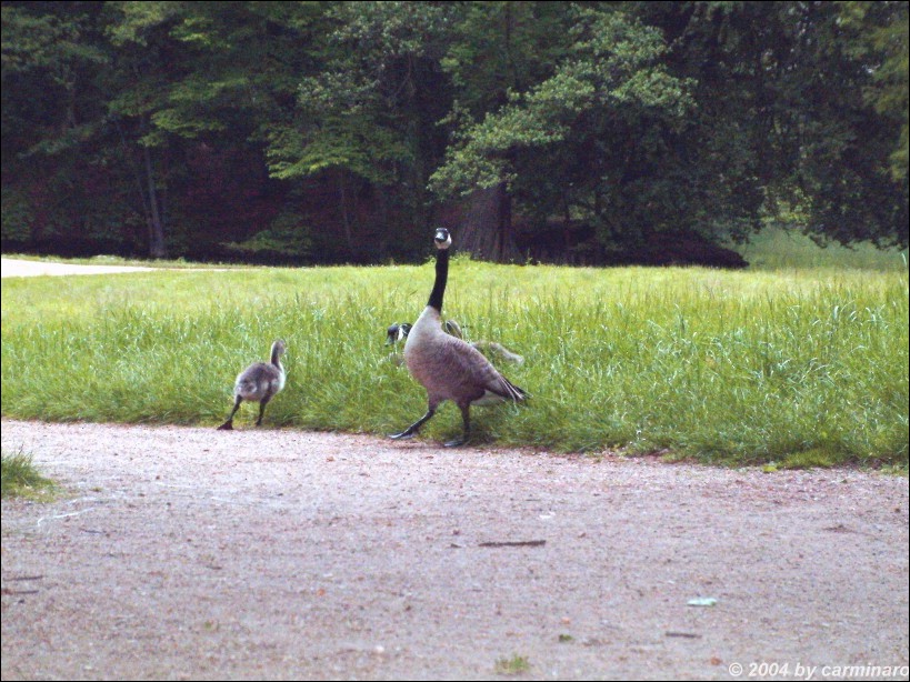 In dem herrlichen Parkgelnde fhlen sich Kleintiere pudelwohl. So trifft man u.a. Gnse, Enten, Schwne, Pfauen, Kaninchen und kann den Kuckuck hren
