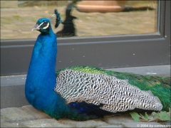 pfau_c.jpg