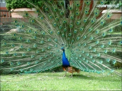 pfauenschlag_c.jpg