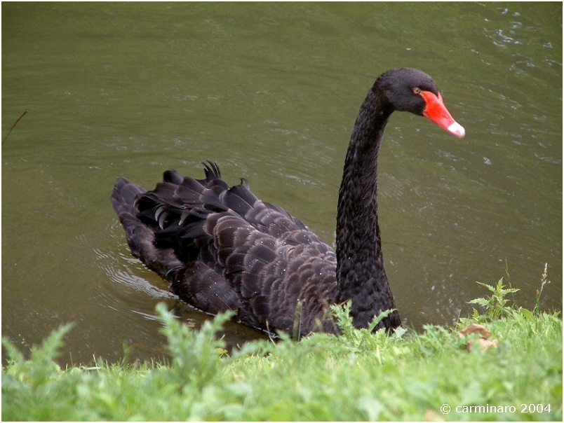 Trauerschwan