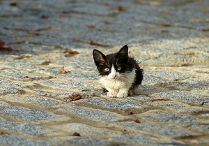 Frei herumlaufende Katzen findet man zuhauf, manchmal sind sie etwas hungrig, dann ist es gut, wenn man als Katzenfreund ein paar Krmel Trockenfutter dabei hat.